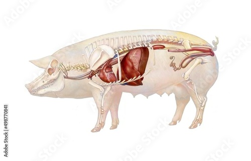 Anatomy of a sow showing the heart the skeleton the digestive system.