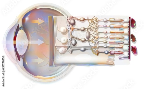 Fotografie The eye and retina with the vitreous the internal limiting membrane