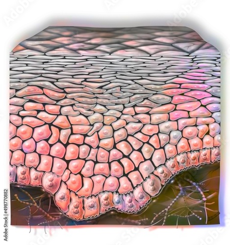 Cross section of healthy skin with layers: horny grainy. photo