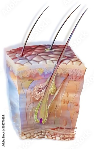 Hair in the skin with the sebaceous gland and the horripilator muscle. photo