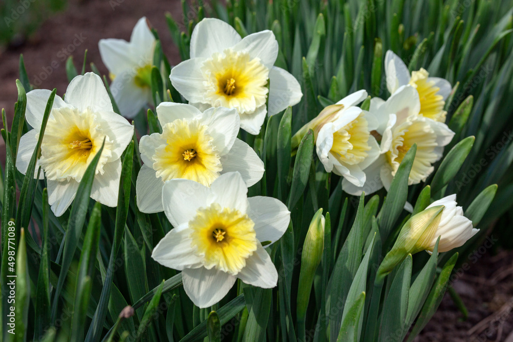 Flowers, buds and leaves of daffodils. Spring background with Daffodil Flowers, closeup. Flowers, buds and leaves of daffodils. Spring background with Daffodil Flowers, closeup.