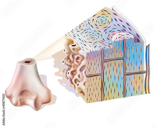 Bone structure: spongy bone showing the spongy and compact tissue. photo