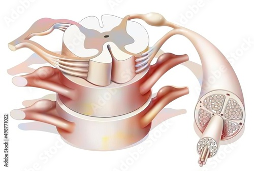 Structure of the spinal cord and spinal nerves. photo