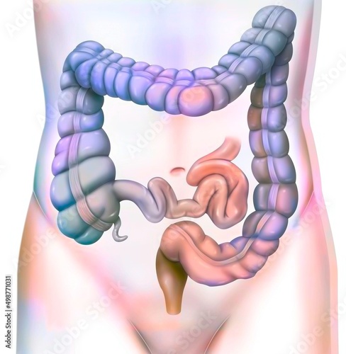 Принти на полотні Digestive system: the colon or large intestine.