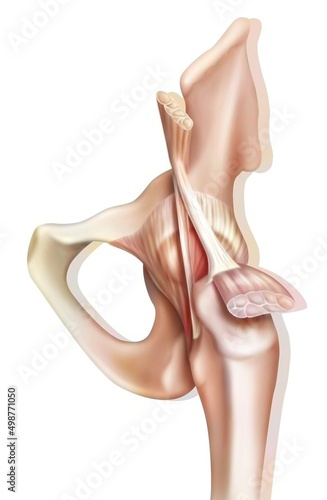Anatomy of the coxofemoral (hip) joint with muscles tendons.