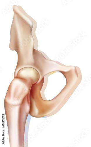 Bone system: the bony joint of the hip. photo