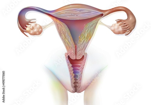 Female genitalia with an ovarian follicle represented in the ovary.
