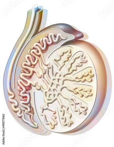 Sagittal section of a testicle showing the seminiferous tube. photo