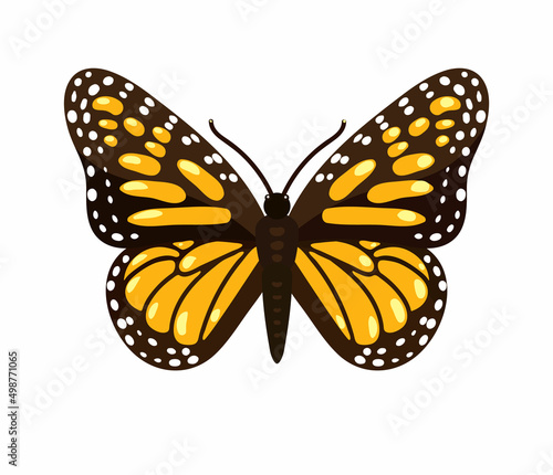 butterfly isolated vector illustration background