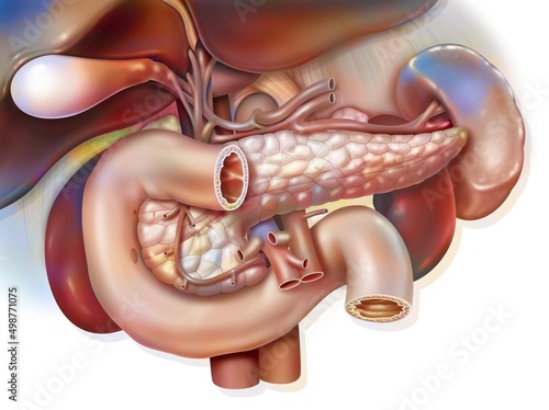Human digestive system: Anatomy of duodeno-hepato-pancreatic block. photo