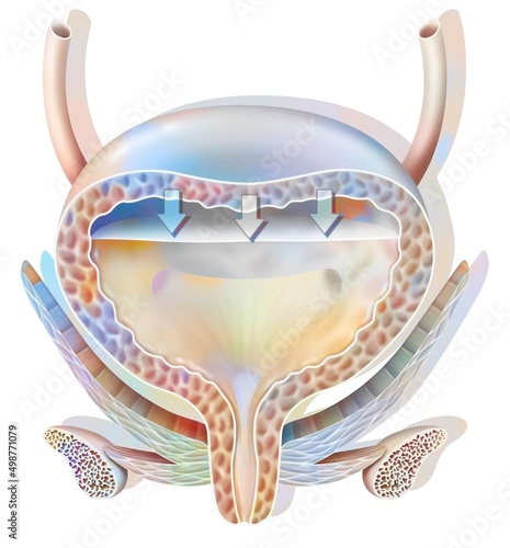 Diagram of a full bladder in women. photo