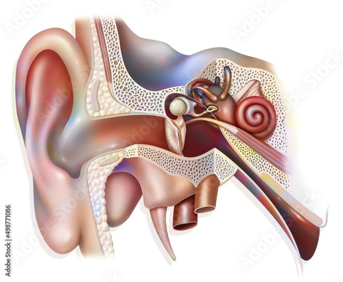 Anatomy of the inner ear showing the eardrum the cochlea. photo