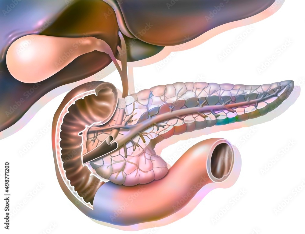 Sectional anatomy of the pancreas with gallbladder and common bile. Sectional anatomy of the pancreas with gallbladder and common bile.