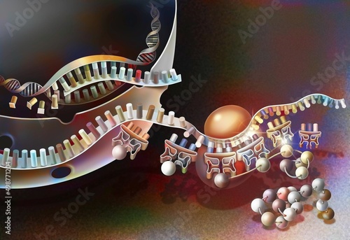 Transcription of DNA into messenger RNA and its translation.