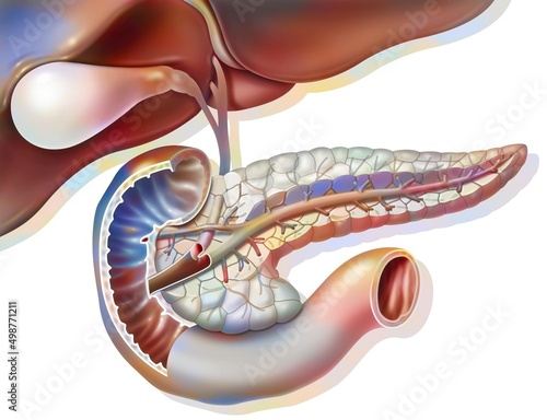 Sectional anatomy of the pancreas with gallbladder and common bile. photo