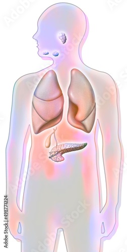 Salivary glands (sublingual submandibular parotid). photo