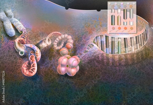 Foto Unrolling of the chromosome down to the unrolled DNA.