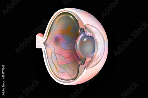 Eye: age-related macular degeneration (degenerative disease.