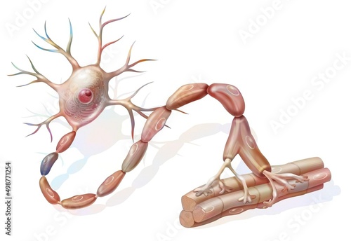 Motor neuron: neuron in contact with muscle fibers. photo