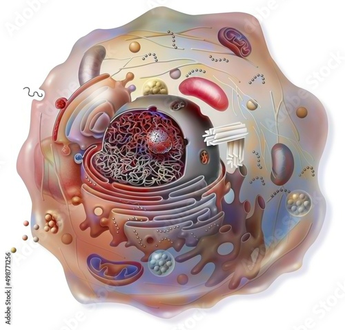 Cell sectional view with all the main organelles: nucleus reticulum. photo