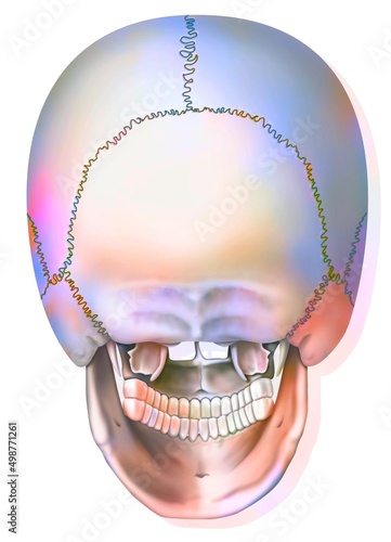 Posterior view of the bones of the skull and jaw. photo