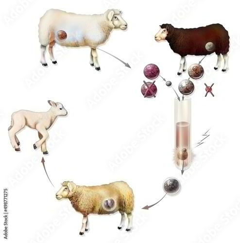 Fotografia Experiment on the vertical reproductive cloning of a goat (Dolly)