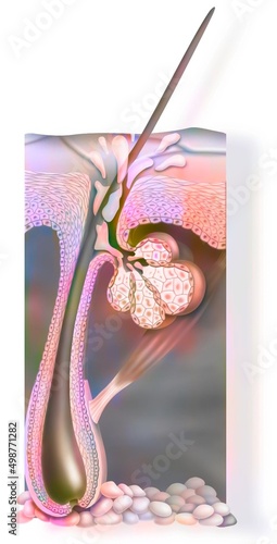 Skin: anatomy of an integument lodged deep in the dermis.