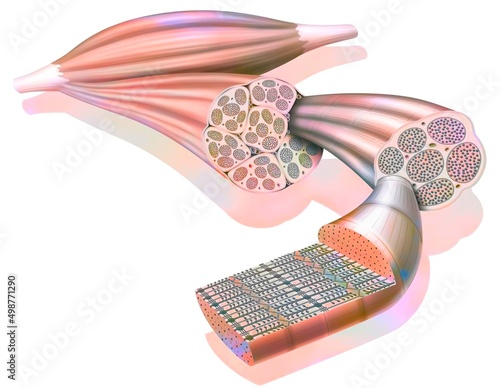 Billede på lærred From muscle to muscle fiber: tendon muscle muscle fiber.