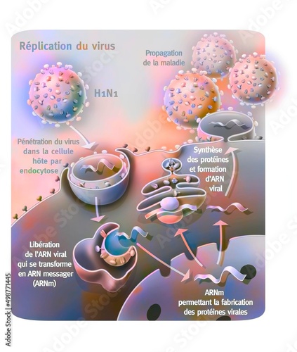 Φωτογραφία Penetration and replication of the H1N1 virus through a host cell