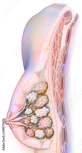 The anatomy of the breast showing the nipple mammary glands. photo