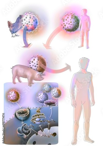 The suspected origin of swine flu or influenza A. photo
