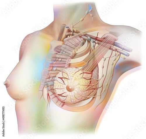 Lymphatic system of the breast with lymph nodes and vessels. photo