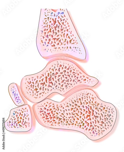 Mid sagittal section of a healthy ankle joint.