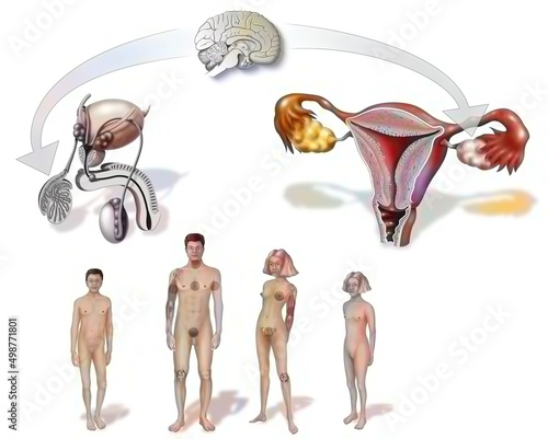 Change of genitals during puberty in men and women.