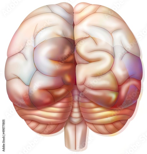 Brain with occipital parietal temporal lobes cerebellum.