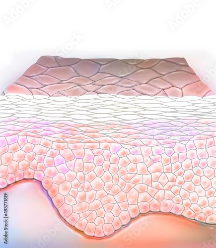 Section of skin with the layers of the epidermis.