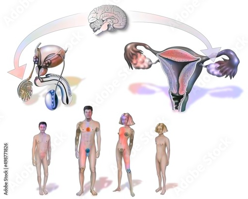 Change of genitals during puberty in men and women.