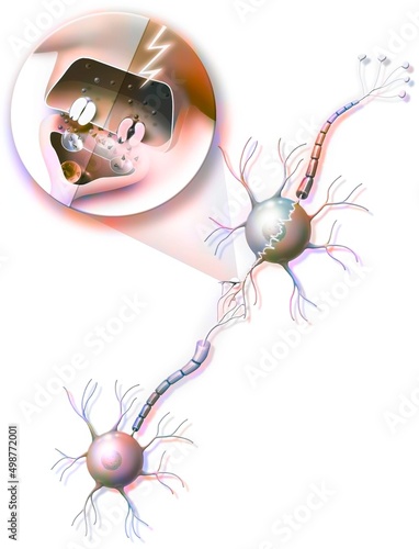 Transmission of nerve impulses from neuron A to neuron B with zoom.