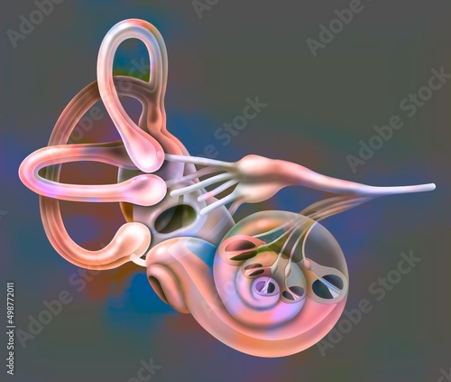 Inner ear cut at the level of the cochlea to show the organ of Corti. photo