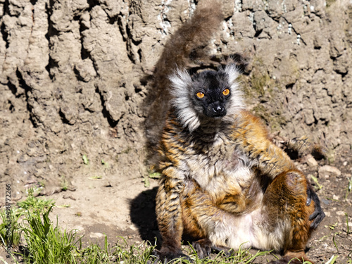 Female Black Lemur, Eulemur m. Macaco, males are black photo