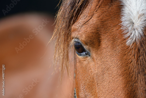 eye of a horse