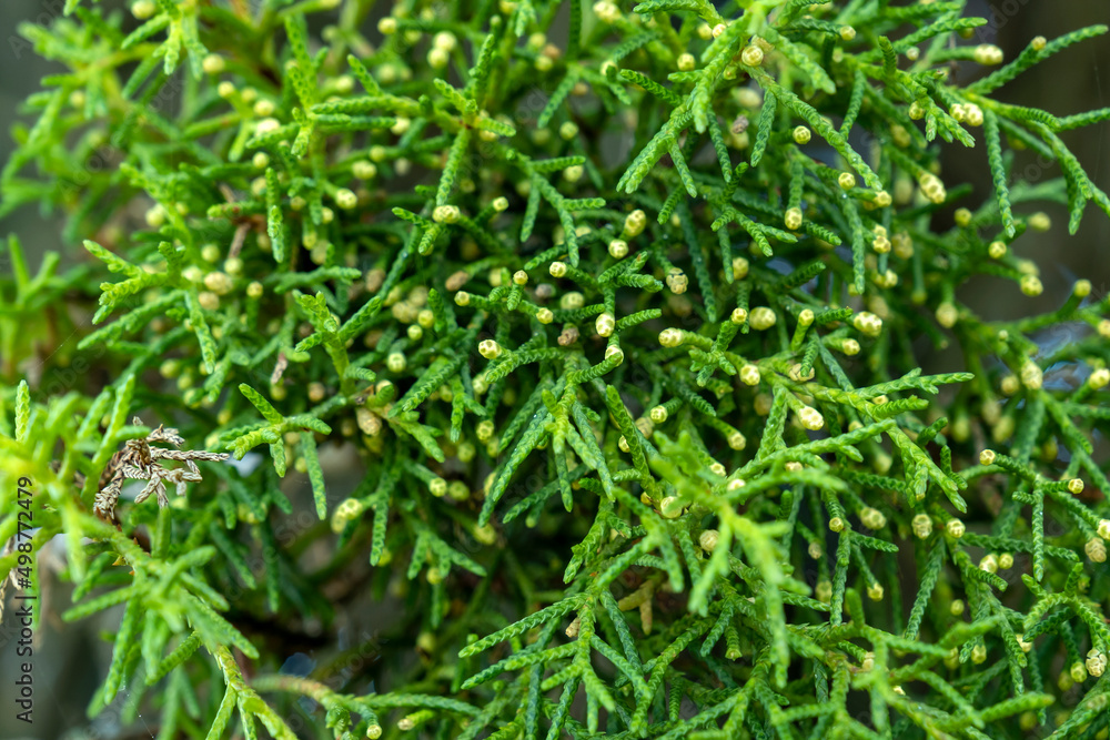 Mediterranean cypress evergreen leaves and shoots Mediterranean cypress evergreen leaves and shoots