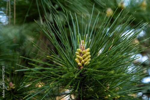 Pine tree growning cones