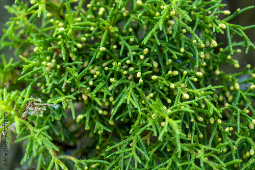 Mediterranean cypress evergreen leaves and shoots