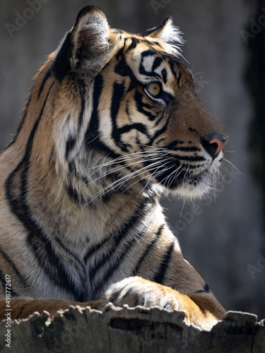Fototapeta Naklejka Na Ścianę i Meble -  Portrait of a young female Sumatran Tiger, Panthera tigris sumatrae.