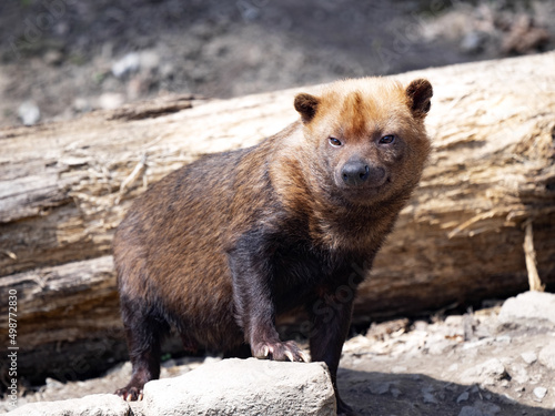 A bush dog, Speothos venaticus, sits next to a trunk and watches the surroundings photo