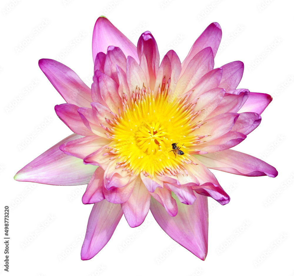 Fototapeta premium Lotus in the pond