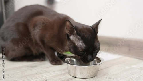 Shiny black short-haired cat having dinner. Beautiful domestic animal eating from a metal bowl. Close up.