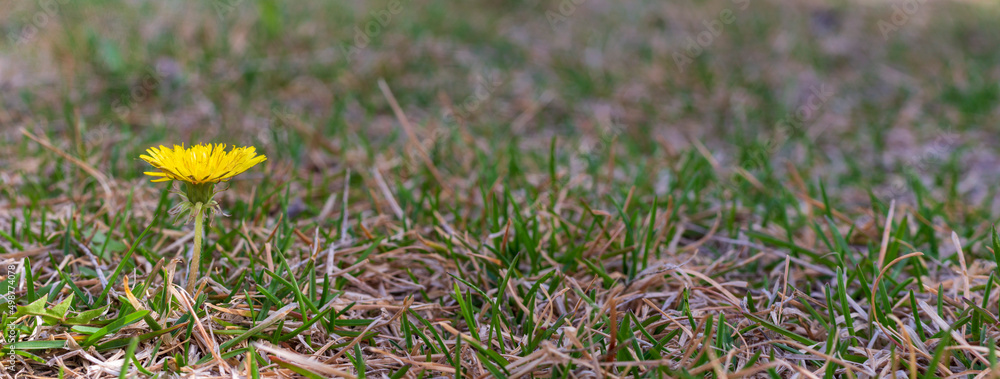 Dandelion in dried grass and fresh shoots. wild flowers in the grass. dandelion flowers in the grass. spring image background. Dandelion in dried grass and fresh shoots. wild flowers in the grass. dandelion flowers in the grass. spring image background.