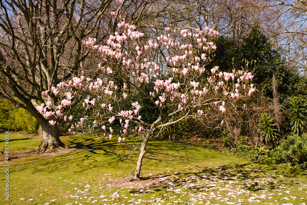 Blooming Magnolia tree in Malahide Castle Gardens, Dublin, Ireland